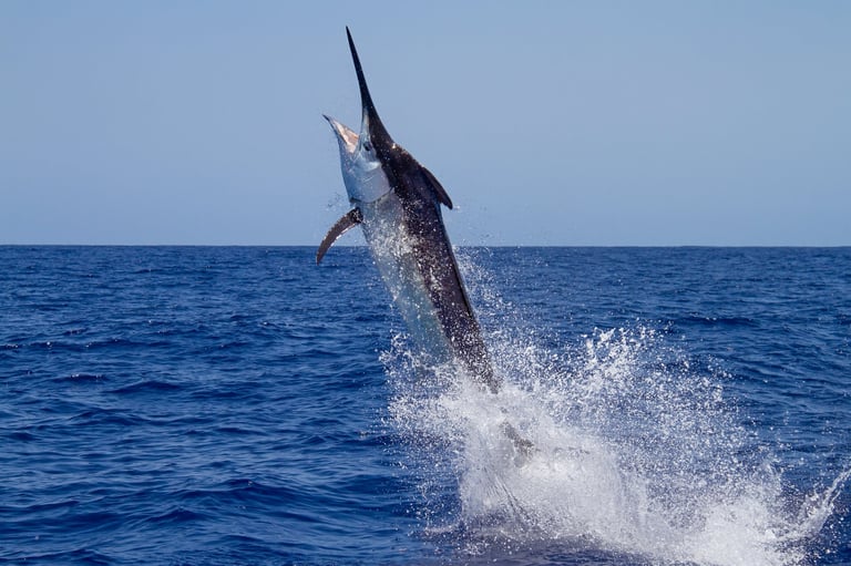 Black marlin launching from the ocean near a fishing vessel