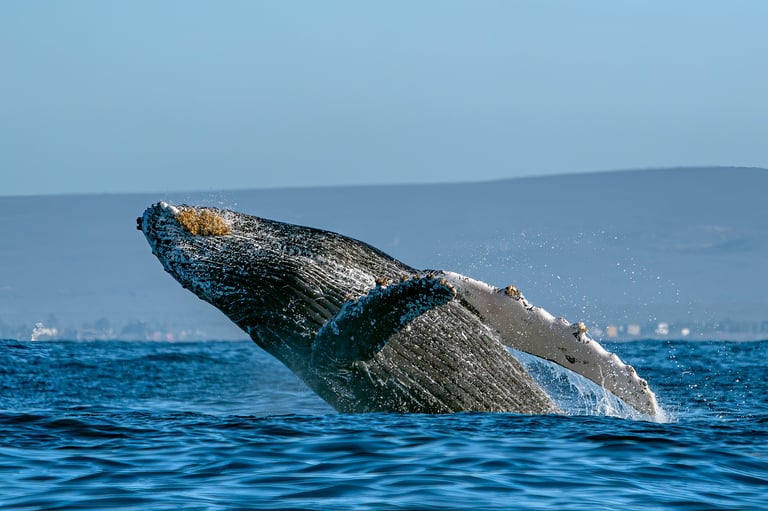 Majestic humpback whale breaching from the Pacific ocean