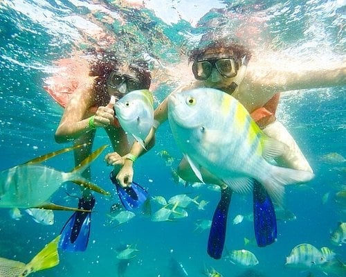 Two snorkelers underwater with large white and yellow fish, wearing goggles and fins, turquoise ocean water surrounding them