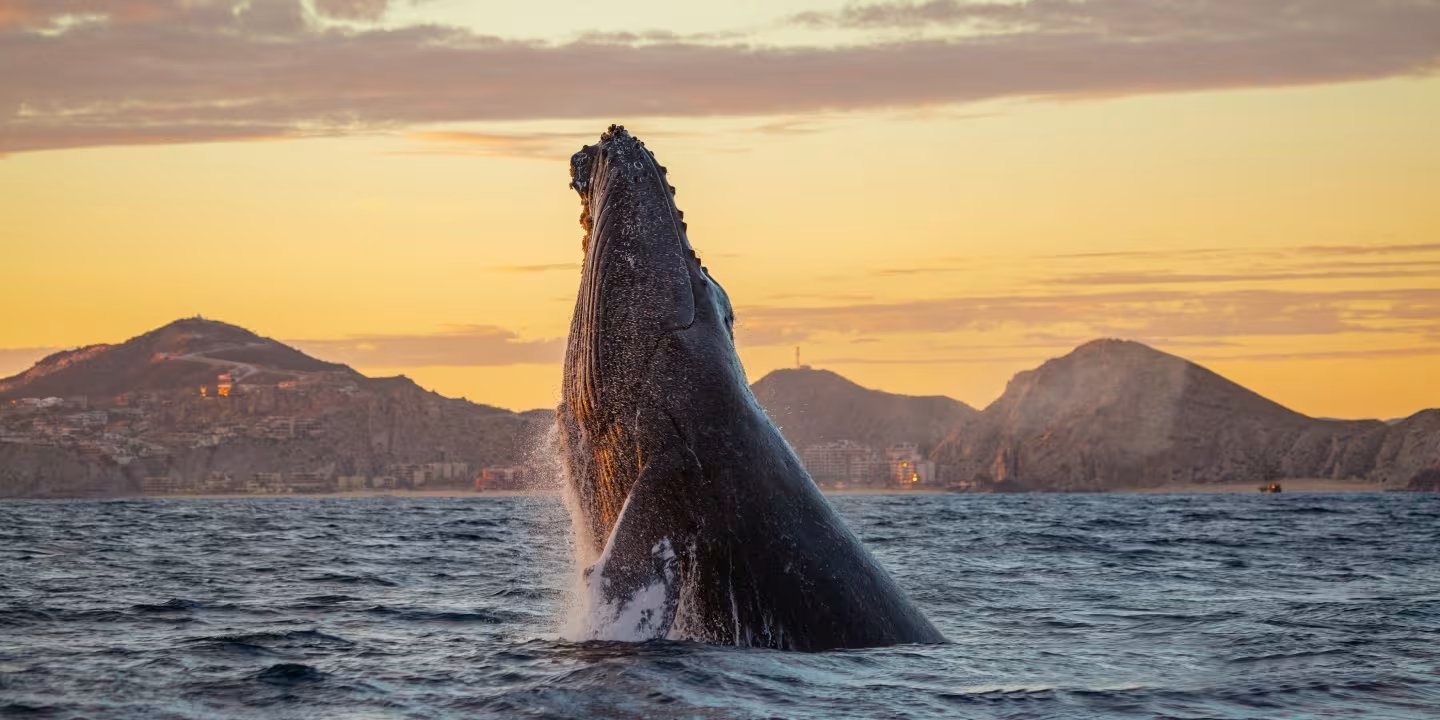Humpback whale breaching out of the ocean with mountains and golden sunset in background